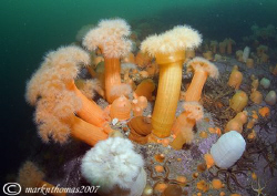 Plumose anemones.
Loch Nevis, Scotland.
20mm. by Mark Thomas 